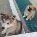 헤어진 말라뮤트 아랑이와 <b>주인분</b>을 찾습니다. (세종시에 살고계셨던)