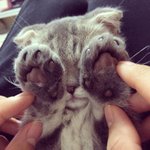 [<b>탄천</b>필근] [탄천필근] 우다다닥 고양이 네마리