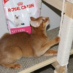 로얄캐닌 <b>사료</b> 좋네요 ㅎㅎ