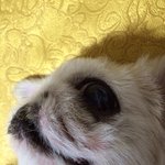 [<b>개사진</b>] 테슷