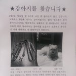<b>수원</b> 세류동 강아지 찾아요 ㅠㅠ