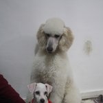 [믹써기네] [스탠다드푸들] 다사다난 1월의 믹써<b>기들</b>