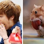 [시우민] 시우민은 영락없는 햄슈터인가봉가