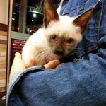 [샴고양이] 로트의 깨알 <b>방정</b>