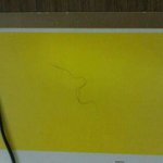 [이것좀봐줘] 애슐리의 <b>음모</b>!!!!! (인증샷 有)