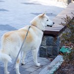 [허스키<b>심바</b>] <b>심바</b> 산책일기&amp;동네 친구들..