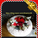 [<b>요키</b>귀요미] 우리 귀요미 <b>요키</b>천사들 이모저모^^