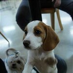 비글계의 여신, 양파