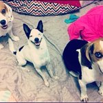 [<b>제비</b>달] 비글이는 악마견? 힐링견?