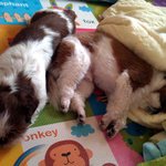 버찌와 메리 이야기2