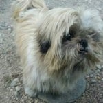 [앨리샤키스] 자기를 버리고 간 주인을 1년동안 기다려온 <b>시추</b>