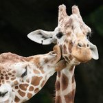 <b>동물</b>들의 아름다운 입맞춤.jpg