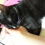 [레오냥]<b>차도</b>냥 블랙레오 사진잔뜩+)폭풍쭙쭙이 영상