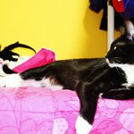 [레오냥] <b>밀림</b>의 왕 레오