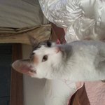 삼색길냥이 <b>분양</b>받으실분