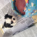 말티즈?먹시츄?!! <b>밤비</b>의 정체는무엇일까요 ㅎㅎ