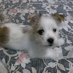 <b>밧줄</b>에 목메여 버려진 아기강아지의 주인을 찾습니다