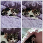 [인어<b>공주</b>] 무서운 범백과 허피스를 이겨내고 살아난 기특한 <b>아기공주</b>...