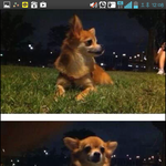 강아지가 진돗개에 물려 크게 다쳤는데 <b>치료비</b> 못내겠다는 진돗개 주인