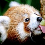 마음이 <b>따듯</b>해지는 아기 동물 사진 모음