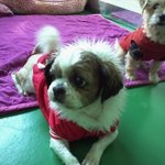 [입양홍보] <b>사지</b>말고 입양하세요- 길이