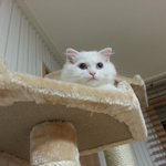 [고양이사랑] 스코티쉬<b>폴드</b> 귀가안접혔는데도 우리힌둥이 정말 이쁘죠...