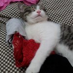 (냥줍1년후) 도와주세요.......고양이가 절 죽이려해요......