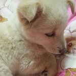 [동물사랑방] <b>희망</b>이