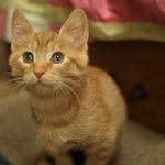 [<b>보리</b>수수] 두냥이 일상 : 수수는 따라쟁이