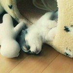 [비스트] 한아이돌강아지가팬들한테쓴편지