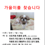 광주광역시 북구 시<b>츄</b> 가을이를 찾습니다.