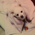 데헷데헷