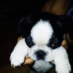 [뭉치] 사고뭉치 보스턴 테리어!