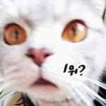 [우리고양이] 우리고양이가족(7탄)