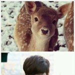 [루한] 루한=<b>사슴</b>이라고?;;;