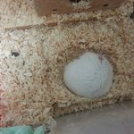 [햄스터] 카메라 잘봐주는 우리 <b>레몬</b>이
