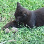 뛰어난 <b>사냥</b>꾼 또리(고양이)