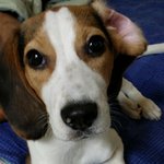 저도써봐요 비글 이도란 판 자는 비글판