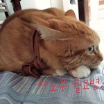 [우리고양이] 우리고양이가족(8탄)