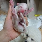 우리집 비숑프리제  <b>설국</b>이!!^^