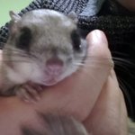 [하늘다람쥐] 이런 강추위엔 집에서 울집 하늘다람쥐와 뒹굴ㅎ
