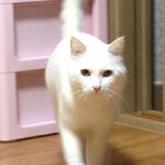 [돼징징] 돼징징은 돼징징~징징~냐옹