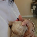 코카푸 코코의 성장기~~~~