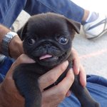 [퍼그<b>심바</b>] simba &amp; nala - <b>심바</b>의 동생을 소개합니다...