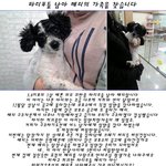 한달에 3번이나 버려진 파티<b>푸들</b> 해리의 입양처를 찾습니다