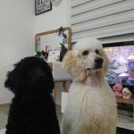 [믹써기네] [스탠다드푸들] 믹써기 뒤죽박죽 /모델되기