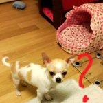 [쫑이네] 쫑이이모 조카 <b>강산</b>이네5