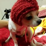 [쫑이네] 쫑이이모 조카 강산이네6