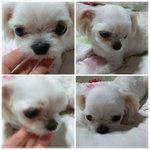 [도와주세요] 저희 강아지좀 살려주세요..