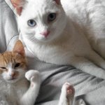 [업둥이] 애교쟁이 무릎냥 갈색<b>무늬</b> 코숏 업둥이 업어가세요~!!ㅎㅎ